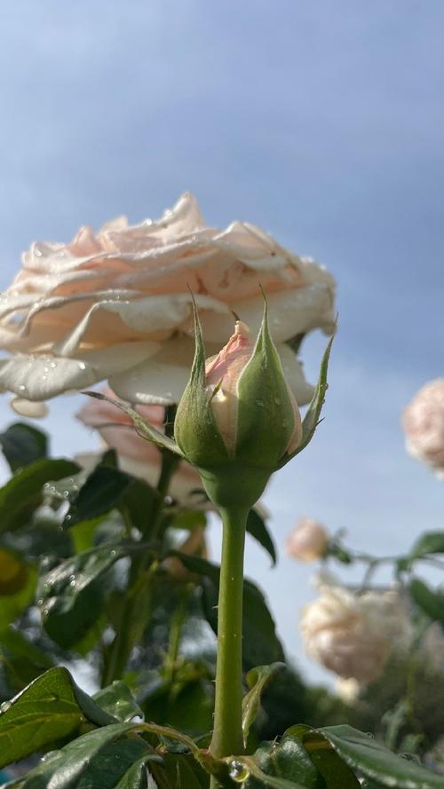 美记：今年新秀展现了惊人的潜力 还没算上弗拉格就已遍地开花